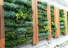 دیوارهای گیاهان در سن دیگو را می توان متناسب با هرگونه نیاز فضایی تنظیم کرد.
