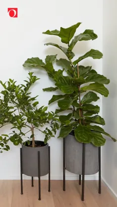 7 بهترین گیاه تقلبی برای تزئین منزل شما |  Overstock.com