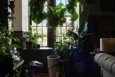 خانه و استودیوی Plant Doctor’s Baltimore کاملاً با گیاهان سبز زرق و برق دار پر شده است