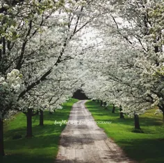 عکس Driveway Spring White Dogwood Trees عکس گل |  اتسی