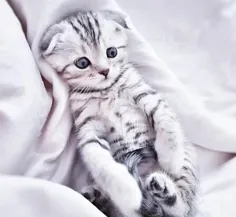دیلبو برفی | نازترین بچه گربه