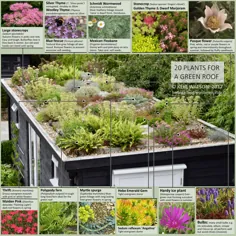 20 گیاه برای یک بام سبز