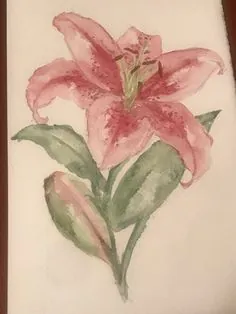 نقاشی آبرنگ از گل سوسن