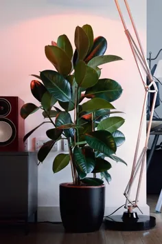 10 ایده گیاهان سرسبز داخل سالن برای تزئین خانه شما |  دکوهولیک