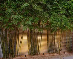 Bambusa Textilis Gracilis - بافنده های ظریف و بامبو - فلور جنگل