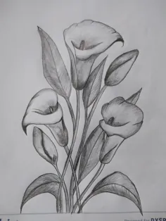 نقاشی مدادی از گل‌های لیلیوم
