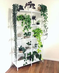 گیاهان داخل سالن ارزان که می توانید بصورت آنلاین خریداری کنید