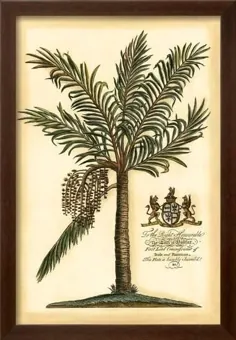 چاپ 'British Colonial Palm II' |  AllPosters.com