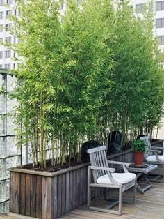بامبو طلایی می تواند یک صفحه حریم خصوصی با رشد سریع برای حیاط خانه شما ایجاد کند