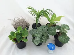 گیاهان Terrarium & Fairy Garden - 5 گیاه در گلدان های 2 اینچی