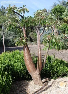 درخت نخل ماداگاسکار