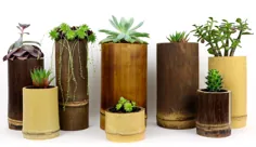 7 مورد از بهترین گیاهان خانگی که بامبو را دوست دارند - News Bamboo Supplies Ltd News