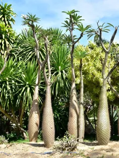 درخت نخل ماداگاسکار