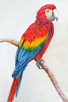 طوطی رنگارنگ در نقاشی