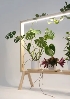 این قاب روشن کننده گیاهان شما را به هنر تبدیل می کند