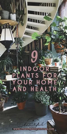 9 گیاه داخلی برای خانه و سلامتی شما