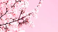 کاغذ دیواری شاخه گل شکوفه گیلاس صورتی گیاه شکوفه