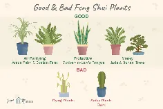 گیاهان خوب (و بد) فنگ شویی کدامند؟