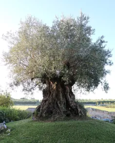 درخت زیتون 800 ساله