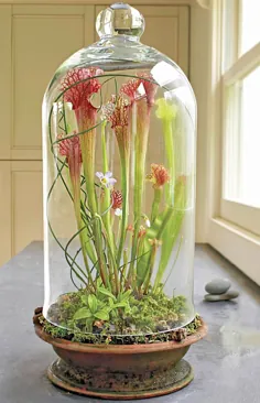 گیاهان داخلی در گنبدهای شیشه ای