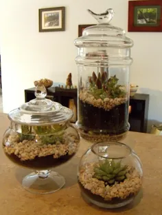 ساکولنت های نمدی در گیاهان مخلوط برای دکوراسیون منزل DIY آسان