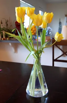 گلدان ارلن مایر به عنوان گلدان