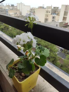 گل شمعدانی سفید