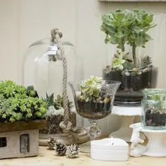 نمایش گیاهان شاد با گلدان ها و گنبدهای شیشه ای |  خانه ایده آل