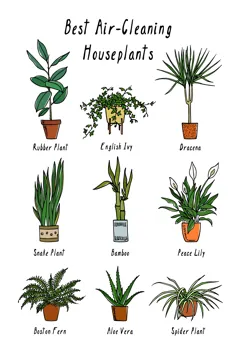 گیاهانی که به تصفیه و پاکسازی هوا کمک می کنند