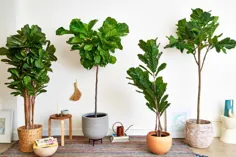 Fake Plants 101: نحوه خرید بهترین گیاهان تقلبی