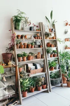 گیاهان منحصر به فرد ایده هایی برای خانه شما دارند - فضای سلیقه ای من