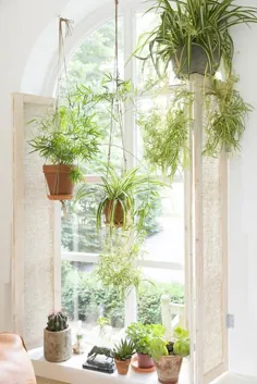 10 گیاه سخت آویزان که باعث می شود خانه شما شگفت انگیز به نظر برسد ، از بین می روند