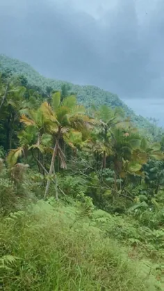 جنگل بارانی ال یونکه ✨ پورتوریکو