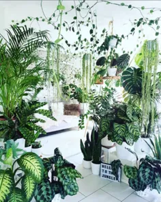 راهنمای هدیه عاشق گیاهان آپارتمانی - 38 گزینه شگفت انگیز - آن زندگی زیبا