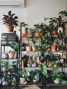 قفسه گیاه |  گیاهان |  بانوی گیاه