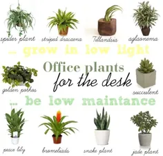 گیاهان کم نور برای میز اداری - راهی پیدا کنید توسط JWP
