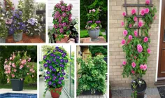 ایده های شگفت انگیز باغ عمودی در مورد بالا رفتن از گیاهان در گلدان - هنر در زندگی