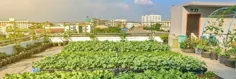 بام های سبز می توانند مزایای زیادی برای اقتصاد داشته باشند - Greenroofs.com