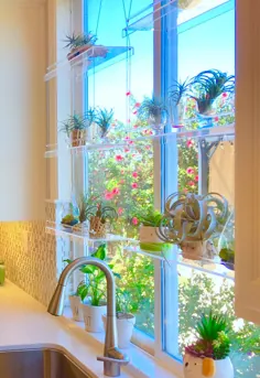 قفسه گیاه پنجره |  قفسه معلق |  قفسه های گیاهی |  پایه گیاه