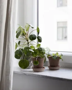 گیاهان خود را به آستانه پنجره دعوت می کنند