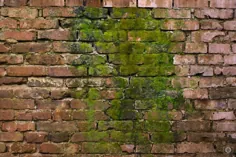 دیوار آجری قدیمی با بافت خزه سبز - زمینه های رایگان با کیفیت بالا