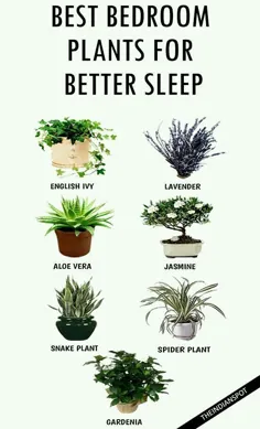 این گیاهان را برای بهترین خواب در اتاق خواب خود قرار دهید