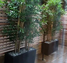 بهترین گیاهان مصنوعی بامبو (مناسب برای صفحه نمایش های حریم خصوصی در فضای باز!) |  پشت پنی