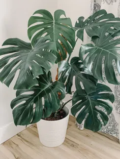 چگونه از گیاه Monstera House مراقبت کنیم