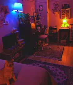 آپارتمان فوق العاده کوچک استودیویی با نورپردازی دنج (به علاوه یک دوست خزدار)
