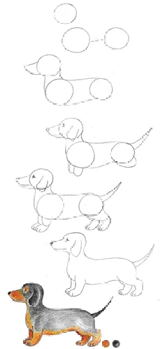 آموزش نقاشی سگ با استفاده از اشکال ساده