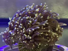 مرجان مشعل سیاه استرالیا
