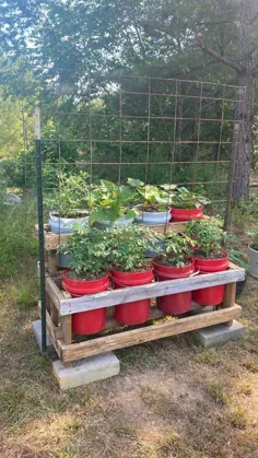 باغ کانتینری با قفسه گوجه فرنگی