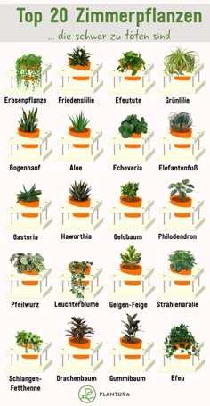 گیاهان آپارتمانی مراقبت آسان: 10 مورد برتر ما - Plantura