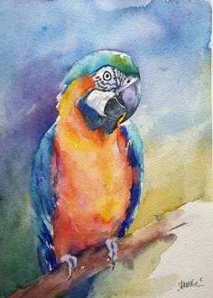 طوطی رنگارنگ در نقاشی آبرنگ